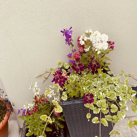 Vakantiehuis Town House 4 Bed *